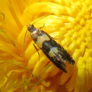 Glyphipterix chrysoplanetis at Flynn, ACT - 10 Feb 2022