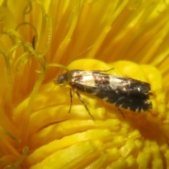 Glyphipterix chrysoplanetis at Flynn, ACT - 10 Feb 2022