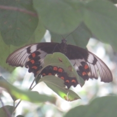 Papilio aegeus (Orchard Swallowtail, Large Citrus Butterfly) at Flynn, ACT - 13 Feb 2022 by Christine