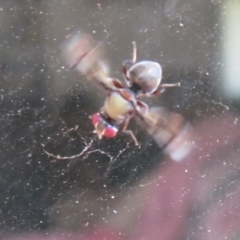 Pogonortalis doclea (Boatman fly) at Flynn, ACT - 13 Feb 2022 by Christine