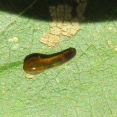 Caliroa cerasi (Pear and cherry slug) at Flynn, ACT - 13 Feb 2022 by Christine
