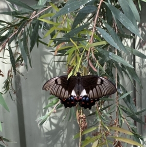 Papilio aegeus at O'Connor, ACT - 20 Feb 2022