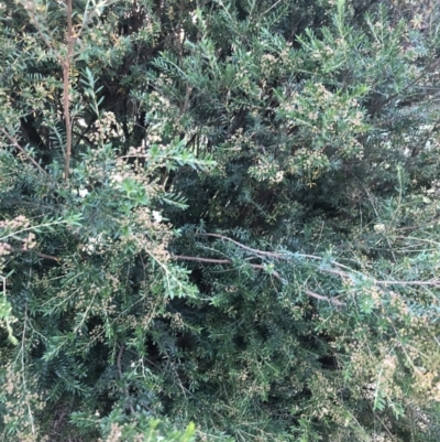 Kunzea ericoides (Burgan) at Flea Bog Flat to Emu Creek Corridor - 19 Feb 2022 by Dora