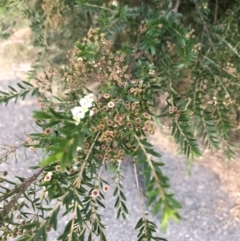 Kunzea ericoides at Belconnen, ACT - 19 Feb 2022 07:29 PM