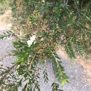 Kunzea ericoides at Belconnen, ACT - 19 Feb 2022 07:29 PM