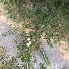 Kunzea ericoides at Belconnen, ACT - 19 Feb 2022