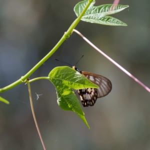 Acraea andromacha at Acton, ACT - 21 Feb 2022 12:42 PM