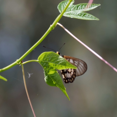 Acraea andromacha (Glasswing) at ANBG - 21 Feb 2022 by DPRees125