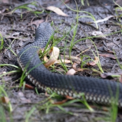 Austrelaps ramsayi (Highlands Copperhead) at Nimmo, NSW - 20 Feb 2022 by Nug