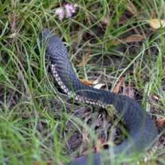 Austrelaps ramsayi at Nimmo, NSW - 20 Feb 2022 04:58 PM