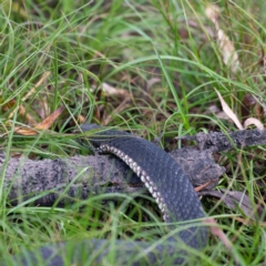 Austrelaps ramsayi at Nimmo, NSW - 20 Feb 2022 04:58 PM