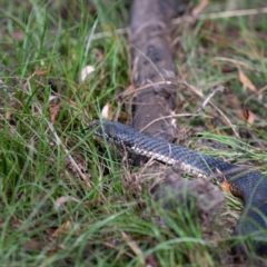 Austrelaps ramsayi at Nimmo, NSW - 20 Feb 2022 04:58 PM