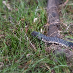 Austrelaps ramsayi at Nimmo, NSW - 20 Feb 2022 04:58 PM