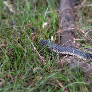 Austrelaps ramsayi at Nimmo, NSW - 20 Feb 2022