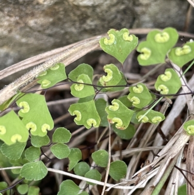 Adiantum aethiopicum (Common Maidenhair Fern) at Cotter River, ACT - 21 Feb 2022 by JaneR