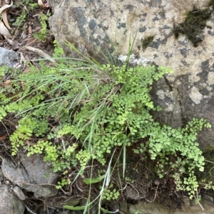 Adiantum aethiopicum at Cotter River, ACT - 21 Feb 2022