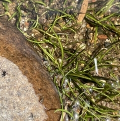 Isoetes muelleri at Cotter River, ACT - 21 Feb 2022 01:35 PM