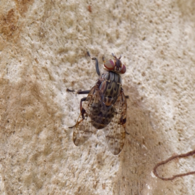 Euprosopia sp. (genus) (Signal fly) at Acton, ACT - 21 Feb 2022 by DPRees125