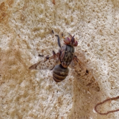 Euprosopia sp. (genus) at Acton, ACT - 21 Feb 2022