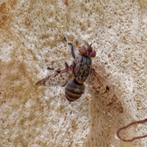 Euprosopia sp. (genus) at Acton, ACT - 21 Feb 2022