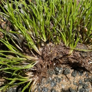 Isoetes muelleri at Uriarra Village, ACT - 21 Feb 2022