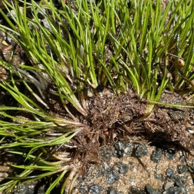 Isoetes muelleri (Quillwort) at Uriarra Village, ACT - 21 Feb 2022 by JaneR