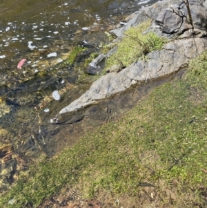 Isoetes muelleri at Uriarra Village, ACT - 21 Feb 2022