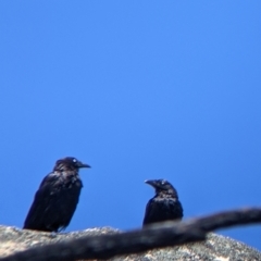 Corvus mellori (Little Raven) at Alpine Shire - 18 Feb 2022 by Darcy