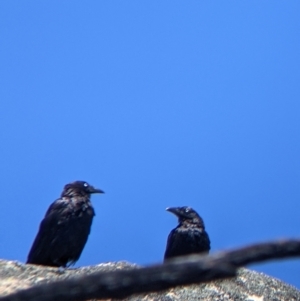 Corvus mellori at Mount Buffalo, VIC - 18 Feb 2022 01:25 PM