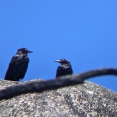 Corvus mellori at Mount Buffalo, VIC - 18 Feb 2022