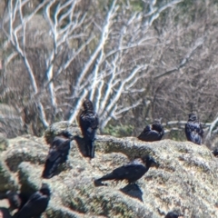 Corvus mellori at Mount Buffalo, VIC - 18 Feb 2022