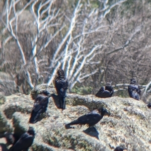 Corvus mellori at Mount Buffalo, VIC - 18 Feb 2022 01:25 PM