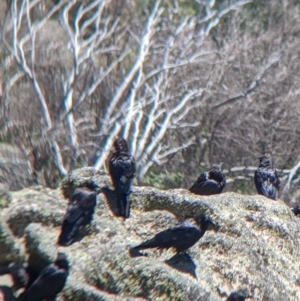 Corvus mellori at Mount Buffalo, VIC - 18 Feb 2022