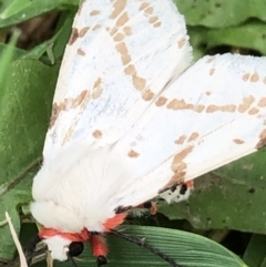 Spilosoma canescens (Dark-spotted Tiger Moth) at Monash, ACT - 20 Feb 2022 by jackQ