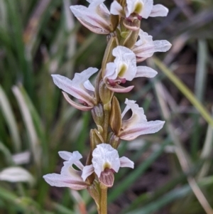 Prasophyllum suttonii at Hotham Heights, VIC - 19 Feb 2022