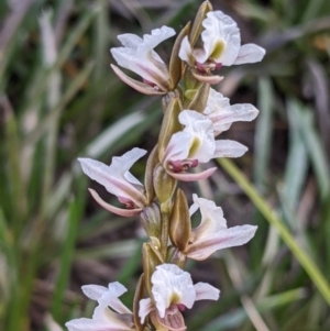 Prasophyllum suttonii at Hotham Heights, VIC - suppressed