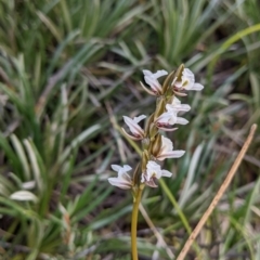 Prasophyllum suttonii at Hotham Heights, VIC - 19 Feb 2022