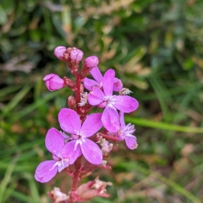 Stylidium armeria subsp. armeria (Trigger Plant) at Hotham Heights, VIC - 18 Feb 2022 by Darcy
