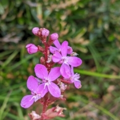 Stylidium armeria subsp. armeria (Trigger Plant) at Hotham Heights, VIC - 18 Feb 2022 by Darcy