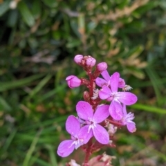 Stylidium armeria subsp. armeria at Hotham Heights, VIC - 19 Feb 2022 08:38 AM
