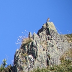 Anthus australis (Australian Pipit) at Alpine Shire - 18 Feb 2022 by Darcy