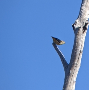 Pardalotus punctatus at Hotham Heights, VIC - 19 Feb 2022