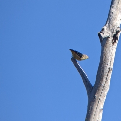 Pardalotus punctatus (Spotted Pardalote) at Alpine Shire - 18 Feb 2022 by Darcy