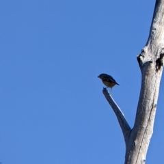 Pardalotus punctatus at Hotham Heights, VIC - 19 Feb 2022