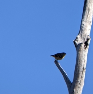 Pardalotus punctatus at Hotham Heights, VIC - 19 Feb 2022