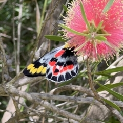 Delias harpalyce (Imperial Jezebel) at Murrumbateman, NSW - 21 Feb 2022 by SimoneC