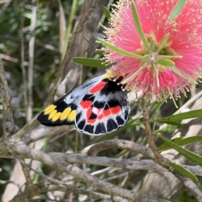 Delias harpalyce (Imperial Jezebel) at Murrumbateman, NSW - 21 Feb 2022 by SimoneC