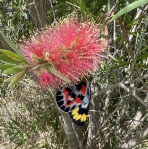 Delias harpalyce at Murrumbateman, NSW - 21 Feb 2022 01:05 PM