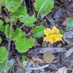 Goodenia hederacea subsp. alpestris at Hotham Heights, VIC - 19 Feb 2022