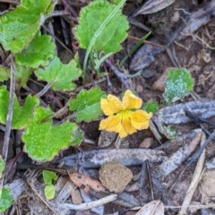 Goodenia hederacea subsp. alpestris at Hotham Heights, VIC - 19 Feb 2022